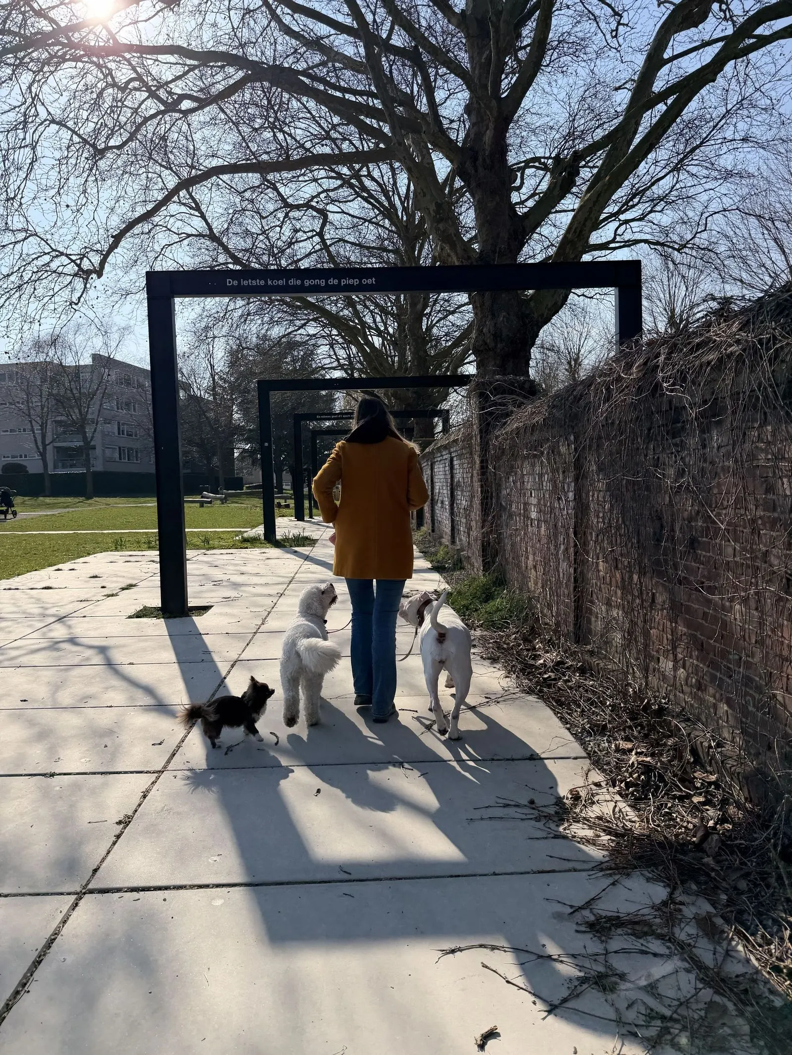 Kimberly van Blije Woef wandelt met honden tijdens een coachingsessie in Parkstad